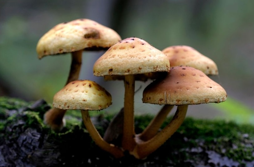 Functional Mushrooms