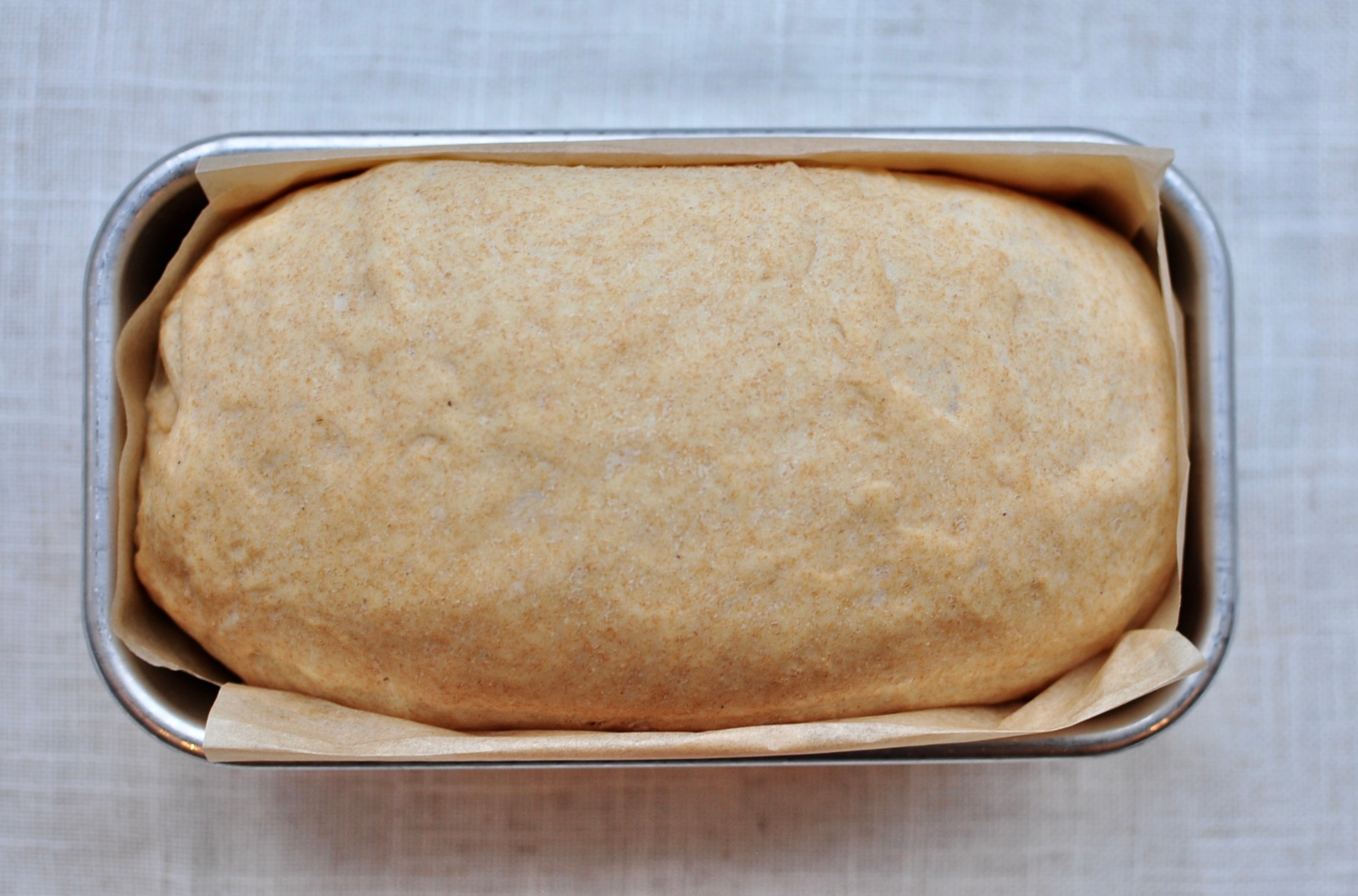 dough rise in loaf pan