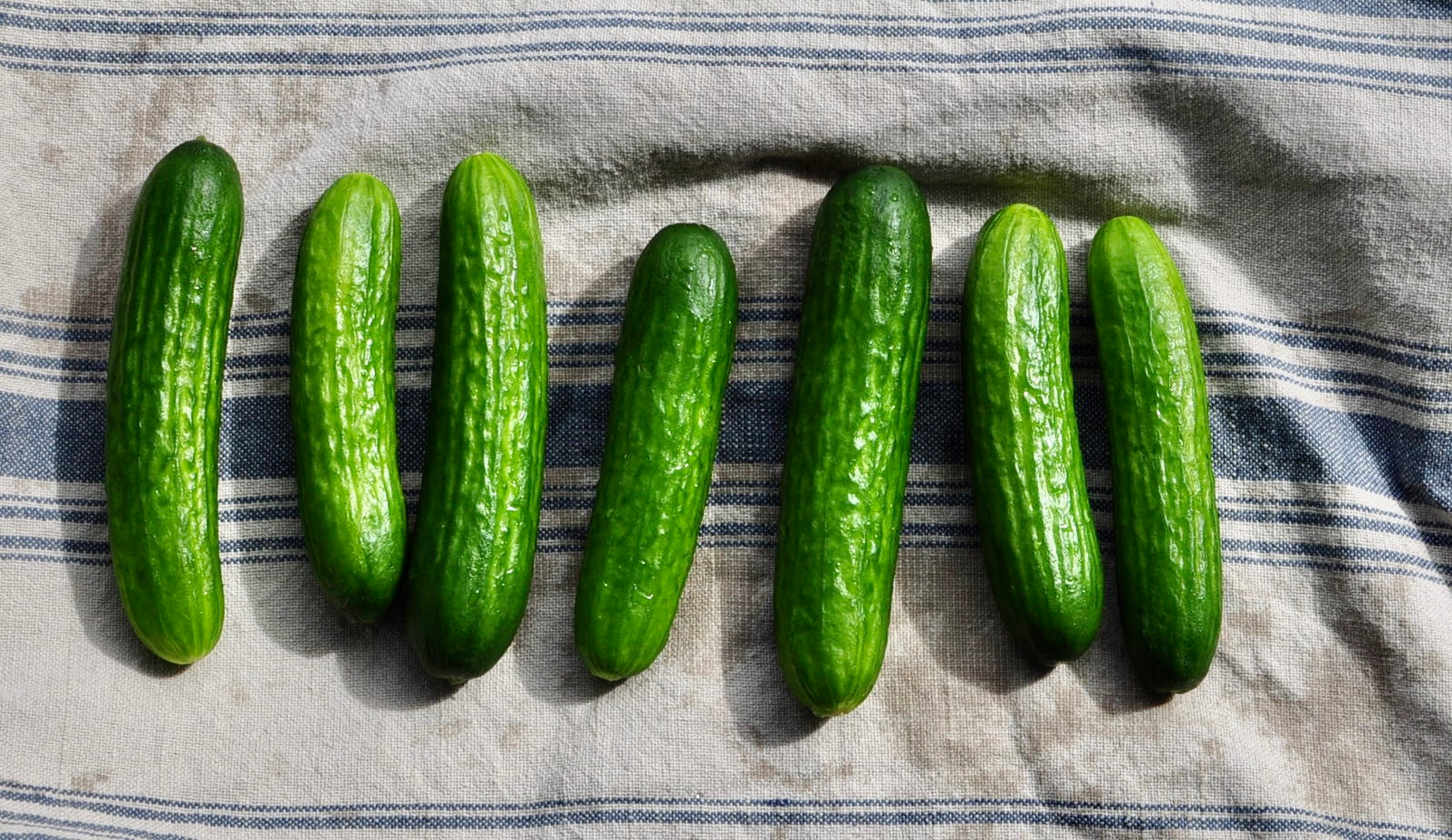 Mini cucumbers