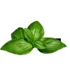 foods not to refrigerate basil